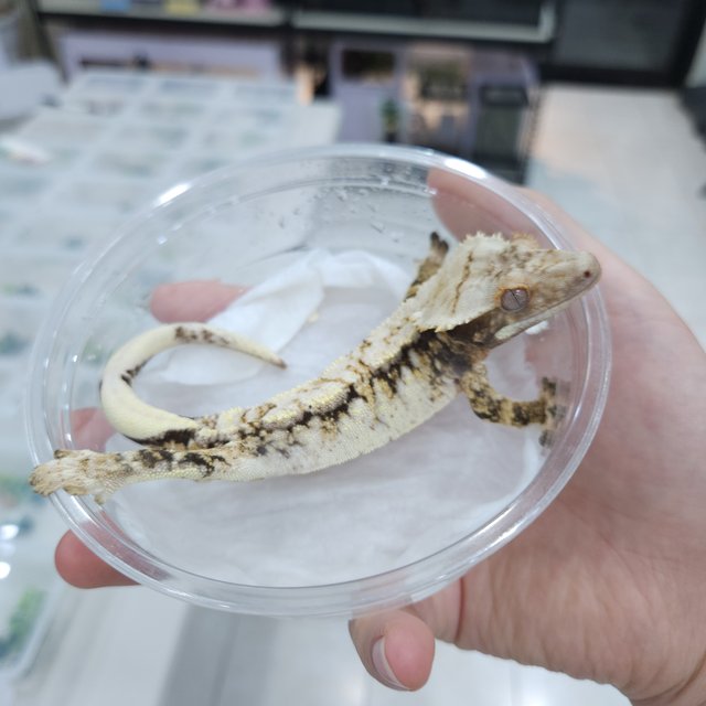 노멀 트라이 드리피 익스트림할리퀸 100%헷초초