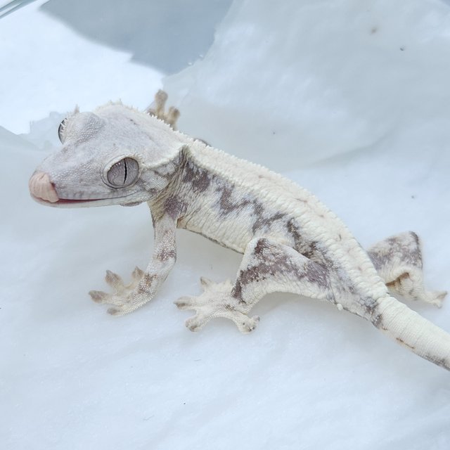 릴리 세이블 릴리화이트 세이블 드리피 화이트