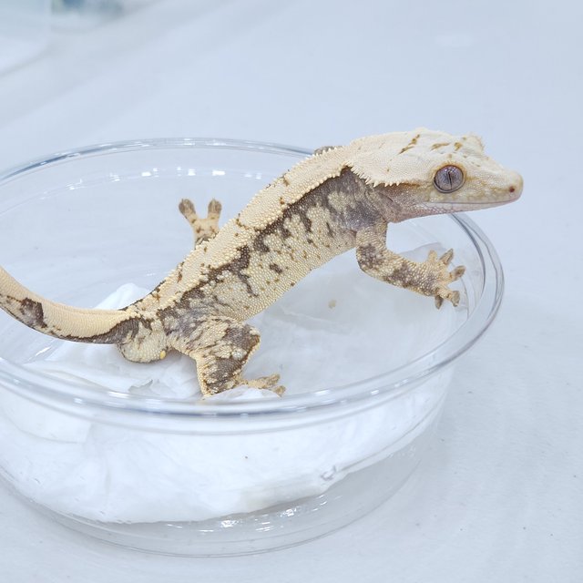 트라이 익스트림할리퀸 노멀