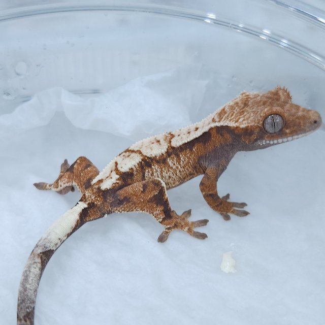 세이블 화이트스팟 텐저린