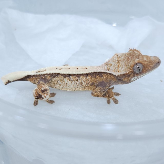 세이블 익스트림할리퀸 화이트크라운 화이트핀