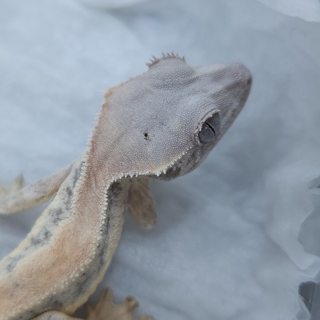 릴리 세이블 릴리화이트 세이블 드리피 화이트