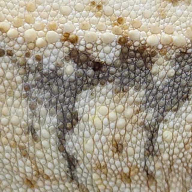 트라이 드리피 익스트림할리퀸 노멀