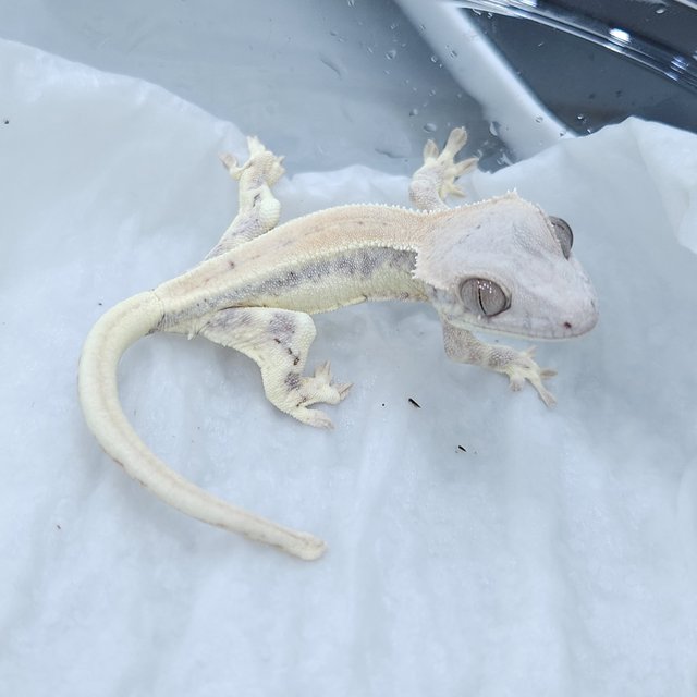 릴리 세이블 릴리화이트 세이블 드리피 화이트