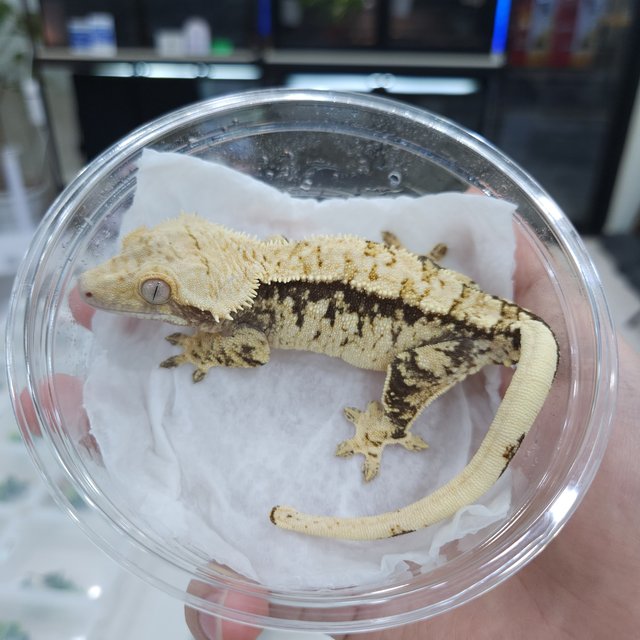 100%헷초초 노멀 트라이 익스트림할리퀸