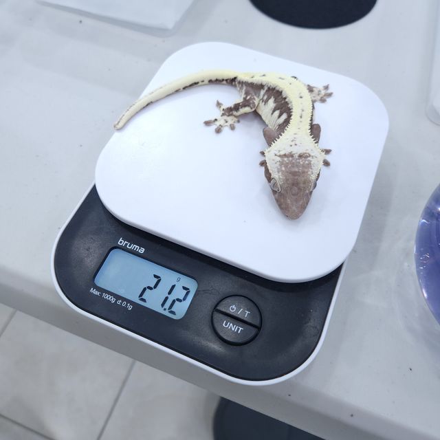 릴잔틱 아잔틱