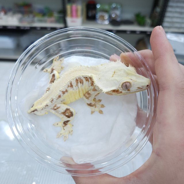 릴리화이트 크림 크림시클 옐로우