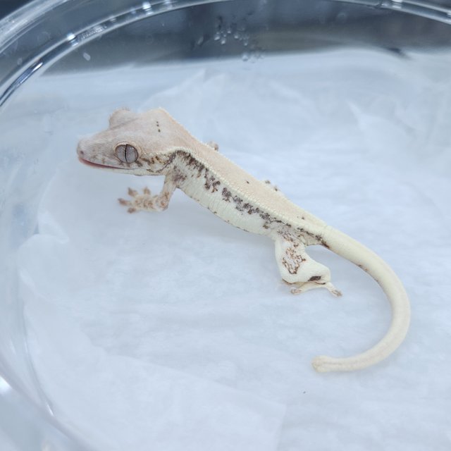 릴리 세이블 릴리화이트 세이블 드리피 화이트