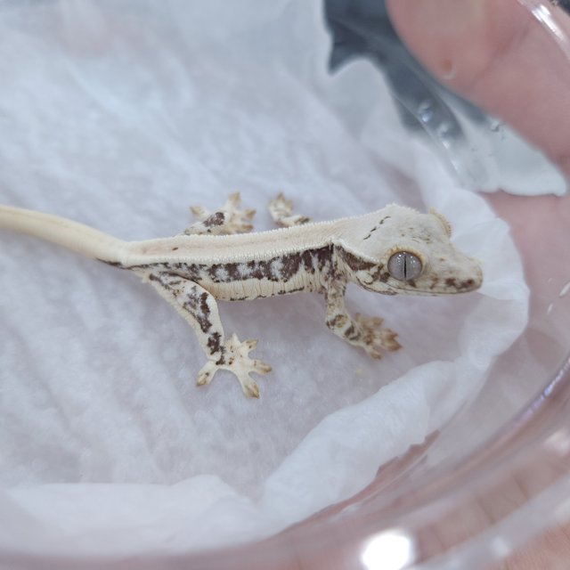 릴리 세이블 릴리화이트 세이블 솔리드백 화이트 드리피