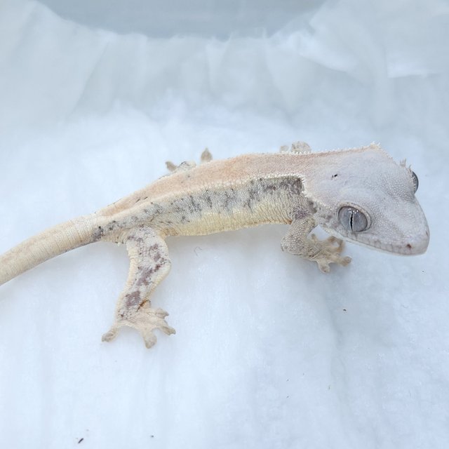 릴리 세이블 릴리화이트 세이블 드리피 화이트