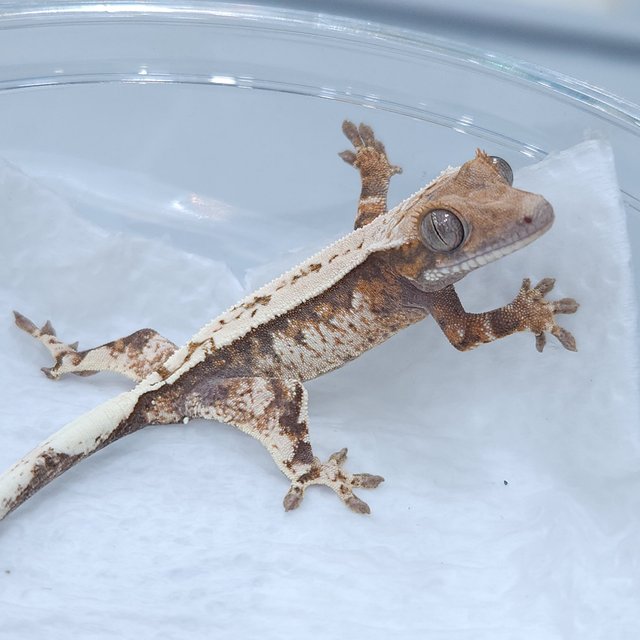 텐저린 화이트크라운 화이트핀 익스트림할리퀸 트라이 세이블