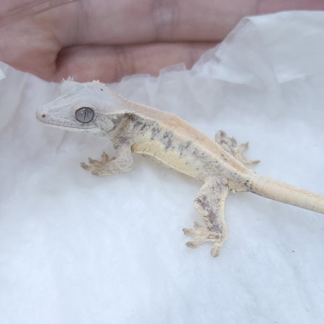 릴리 세이블 릴리화이트 세이블 드리피 화이트