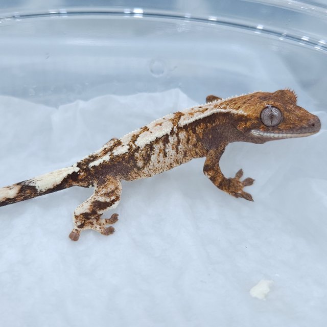 세이블 화이트스팟 화이트포트홀 텐저린