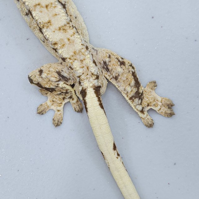 트라이 드리피 익스트림할리퀸 노멀