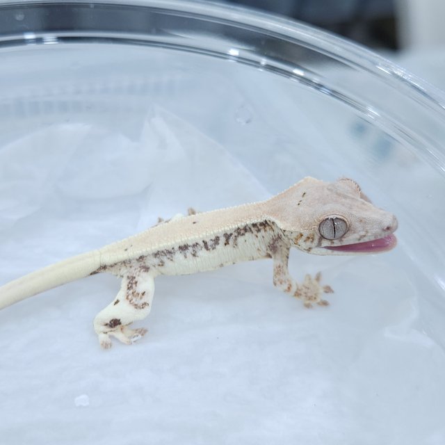 릴리 세이블 릴리화이트 세이블 드리피 화이트