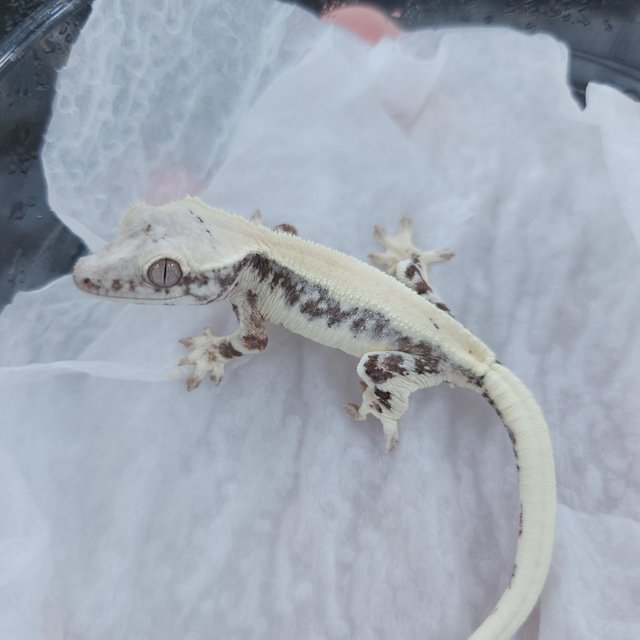 릴리 세이블 릴리화이트 세이블 드리피 화이트 솔리드백