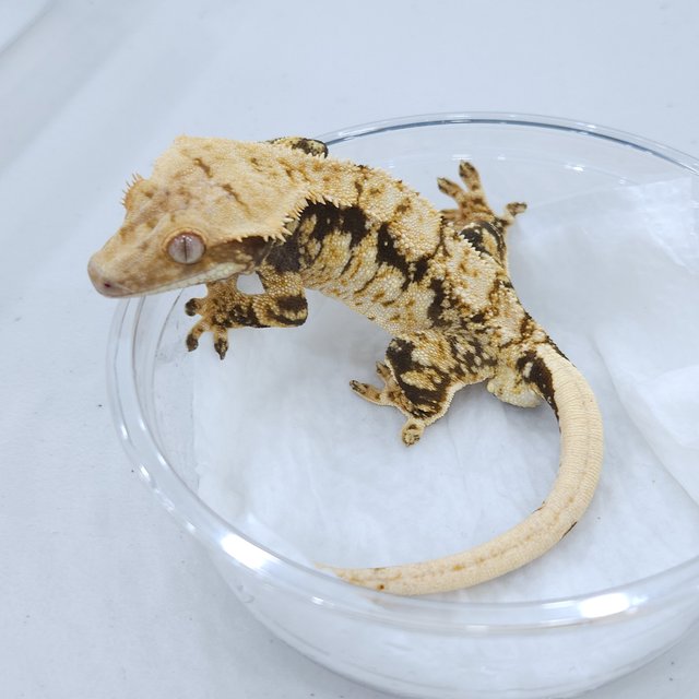 트라이 드리피 익스트림할리퀸 노멀