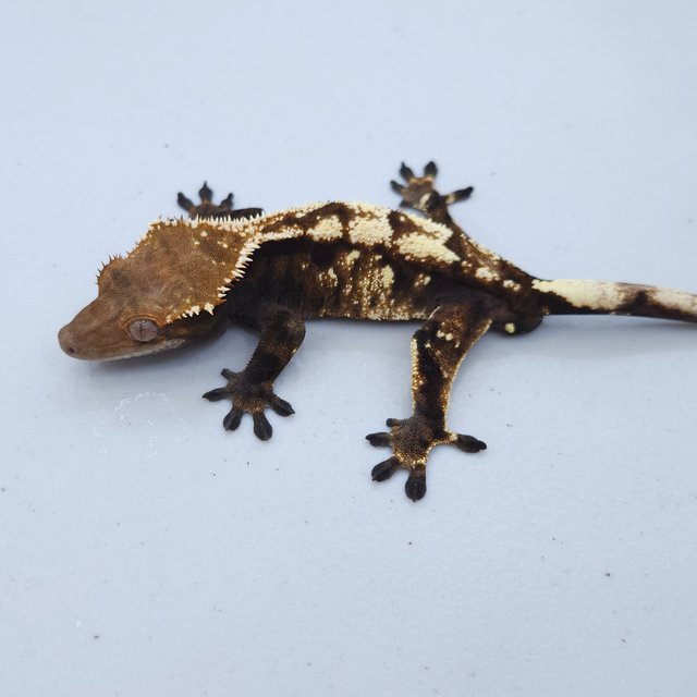 텐저린 다크 세이블