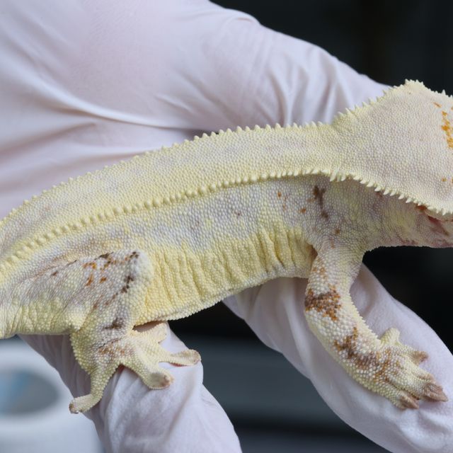 릴리화이트 솔리드백 화이트