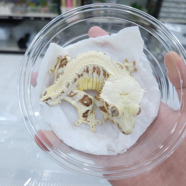 릴리화이트 크림 크림시클 옐로우