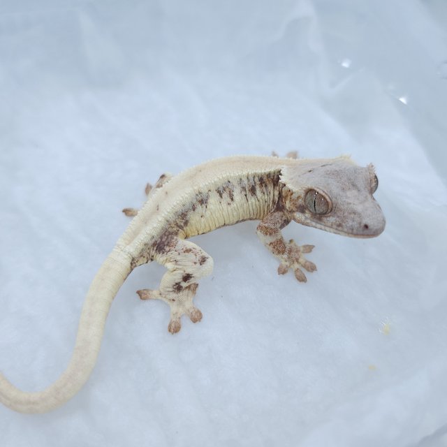 릴리 세이블 세이블 릴리화이트 화이트 드리피 솔리드백