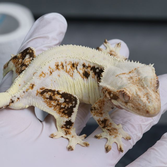 트라이 릴리화이트