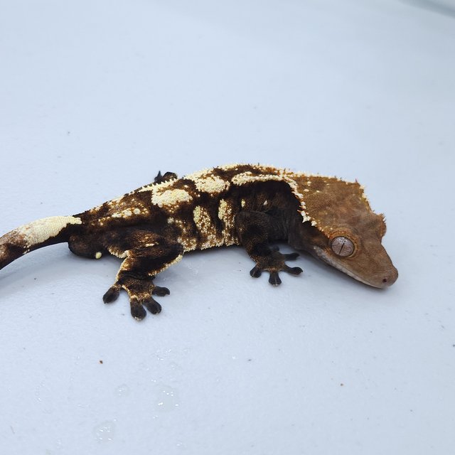 텐저린 다크 세이블