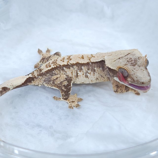 노멀 트라이 익스트림할리퀸 화이트스팟