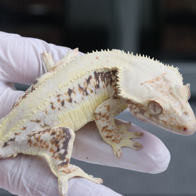 트라이 릴리화이트