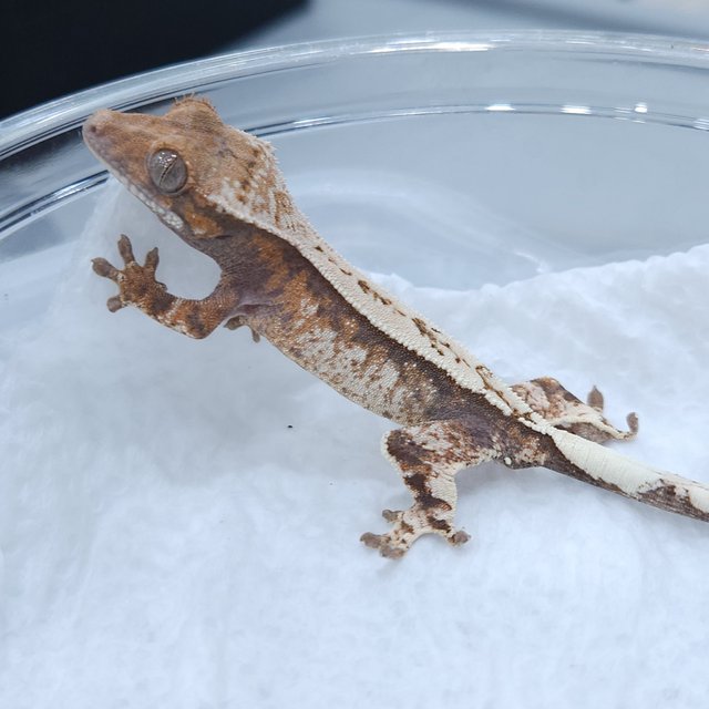 텐저린 화이트크라운 화이트핀 익스트림할리퀸 트라이 세이블