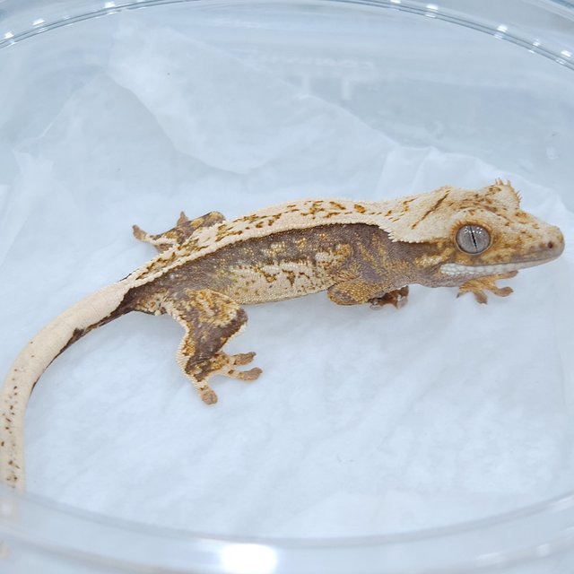 노멀 트라이 쿼드 화이트크라운