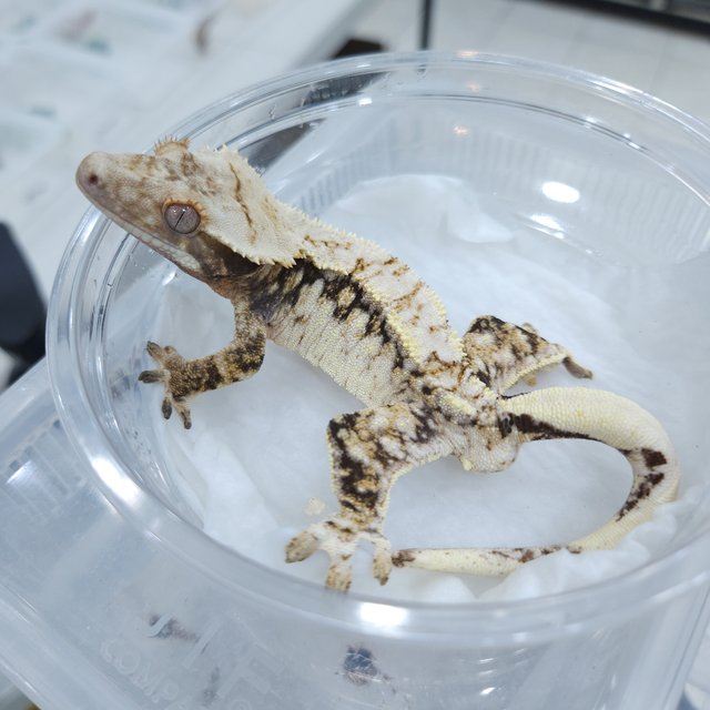 노멀 트라이 드리피 익스트림할리퀸 100%헷초초