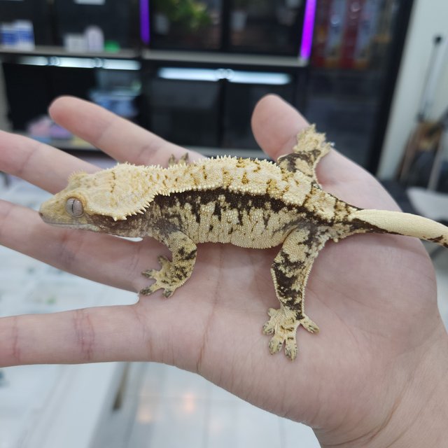 100%헷초초 노멀 트라이 익스트림할리퀸