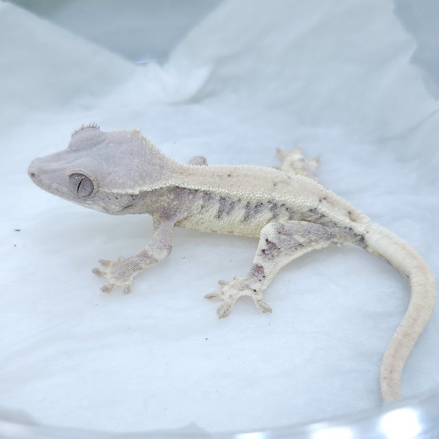 릴리 세이블 릴리화이트 세이블 드리피 화이트