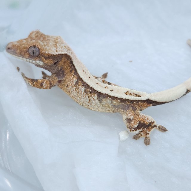 세이블 익스트림할리퀸 화이트크라운 화이트핀