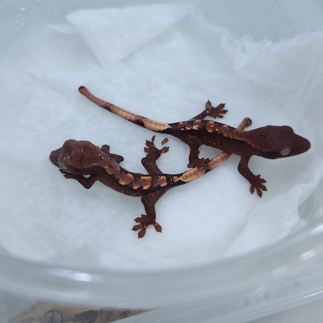 100%헷초초 노멀 트라이 익스트림할리퀸