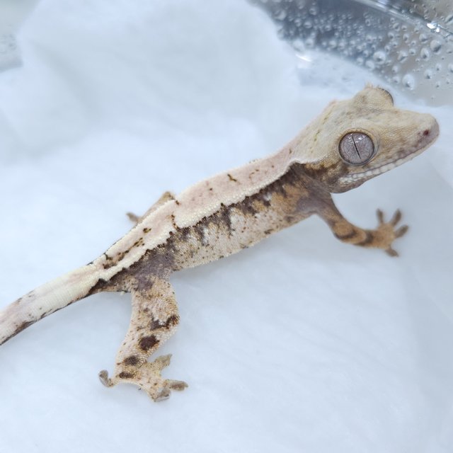 세이블 화이트스팟