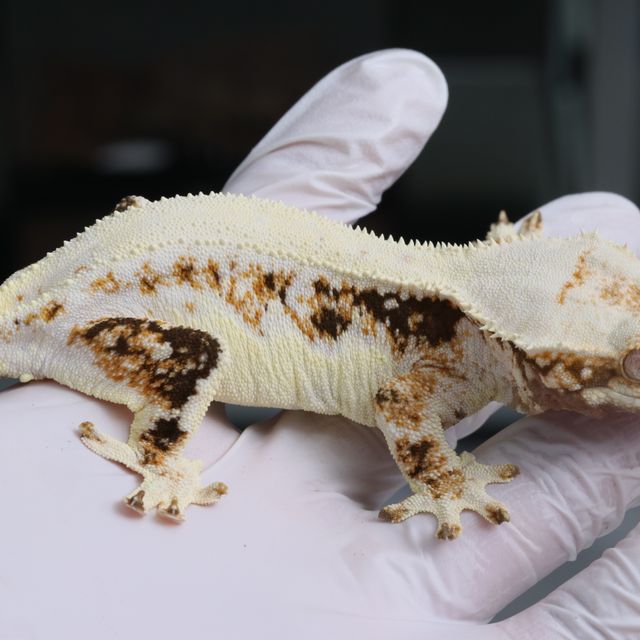 트라이 릴리화이트