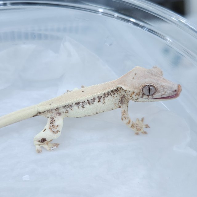 릴리 세이블 릴리화이트 세이블 드리피 화이트