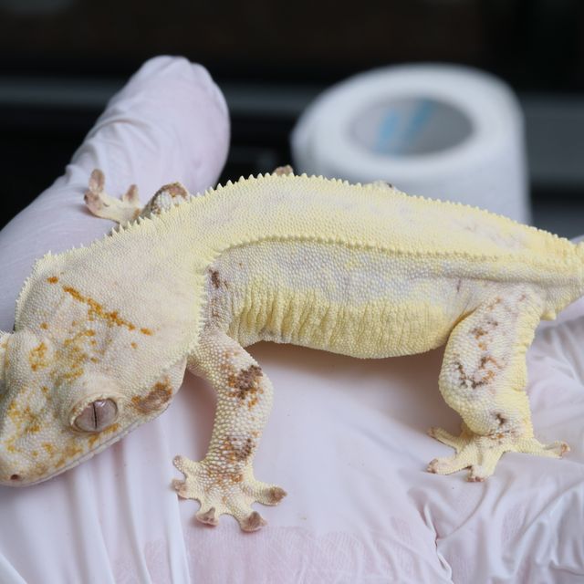 릴리화이트 솔리드백 화이트