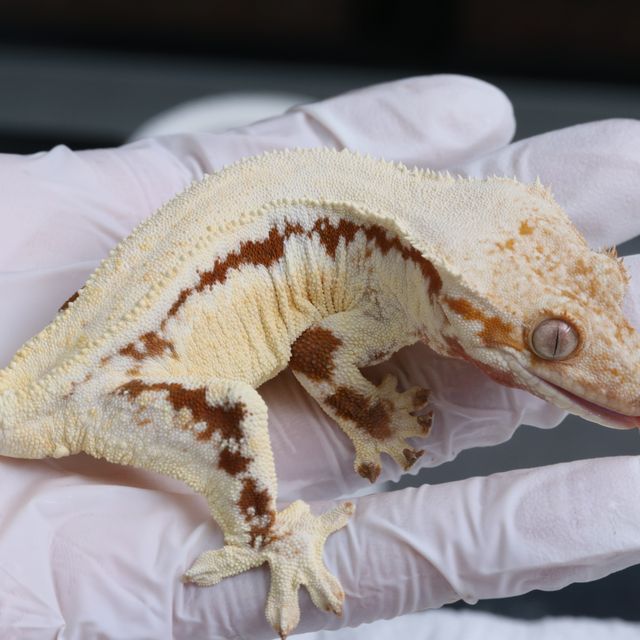 레드 릴리화이트 화이트