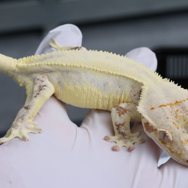 릴리화이트 솔리드백 화이트