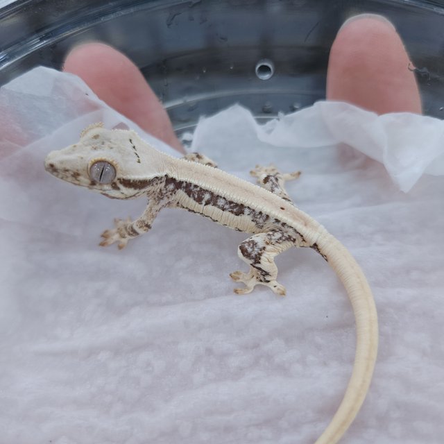 릴리 세이블 릴리화이트 세이블 솔리드백 화이트 드리피