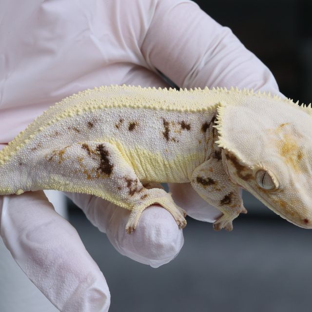 솔리드백 트라이 릴리화이트 화이트