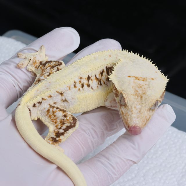 트라이 릴리화이트