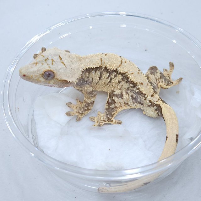 트라이 익스트림할리퀸 노멀