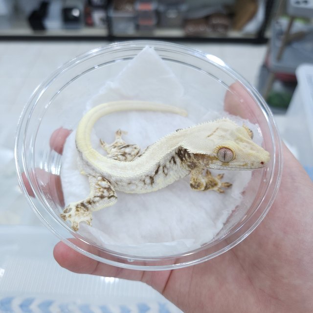 릴리100%헷아잔틱 릴리화이트 100%헷아잔틱 솔리드백