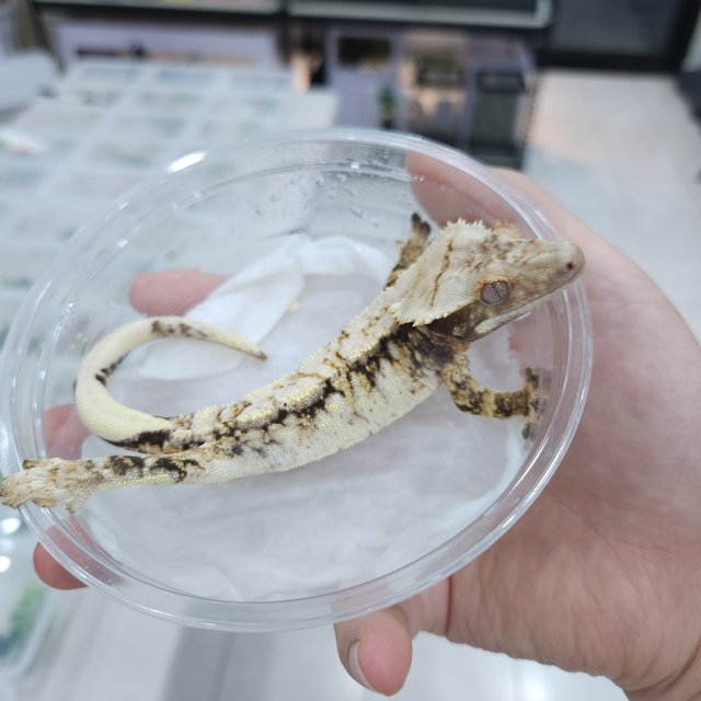 100%헷초초 노멀 트라이 익스트림할리퀸