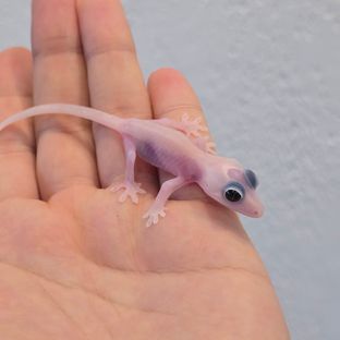 하이포