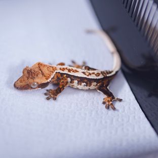 트라이 에밀리 젠젝스